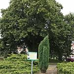 Tatce - památný strom Tatecká lípa republiky (2008)