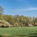 Konárovice - pohled na řadu dubů na Souškách (2020)