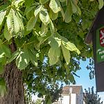 Kolín - Jírovec ve Zborovské ulici, tabulka památného stromu (2018)
