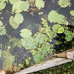 Přírodní rezervace Na Hornické - voďanka žabí (malé lístky) v tůni Špačkovo jezero