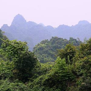 Džungle na výstupu k Pagodě Chua Huong (Pagoda vůní)