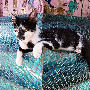 Kočička z Wat Xieng Thong