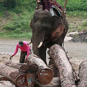 Práce slonů v přístavu při nakládce dřeva