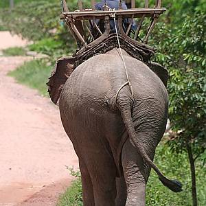 Slon v Hongsa