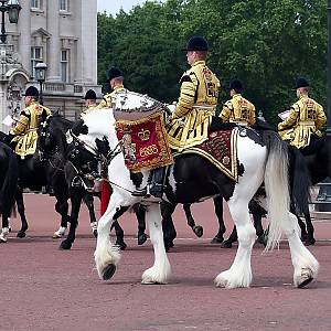 Z nácviku Trooping the colour