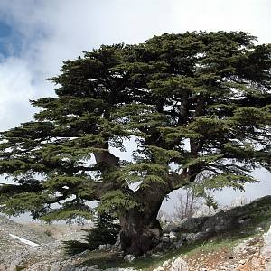 Cedr libanonský v pohoří Šouf
