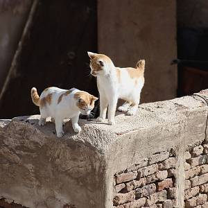 I v Sanaa jsou krásné kočičky, které skotačí po střechách domů