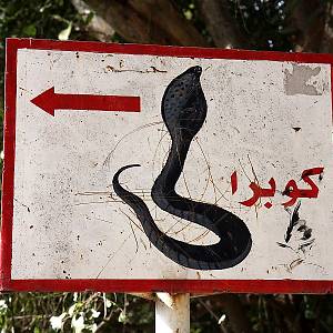Pozor, tady bydlí kobra egyptská!