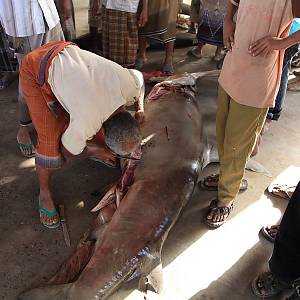 Hodejda, rybí trh - ulovený žralok kladivoun