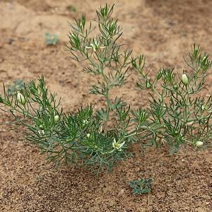 Andraspan, jedna z léčivek, které kvetou v poušti u Čilpiku