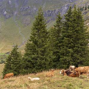 Krávy pasoucí se v okolí Allmendhubelu