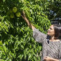 Zámek Kórnik, arboretum