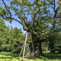 Zámek Rogalin, zámecký park, jeden z historických dubů