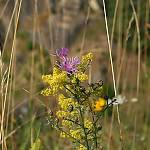 Nová Ves I - přírodní památka Lom u Nové Vsi, flóa (2008)