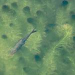 Velim - přírodní památka Skalka u Velimi (2019)