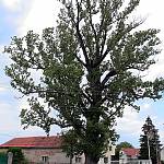 Kounice - památný strom Černý topol u Kounic (2008)