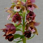 Veltrubský luh - kruštík širokolistý oddálený, detail (2017, foto Bohuslav Švácha)