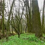 Veltrubský luh (2017, foto Bohuslav Švácha)