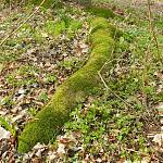 Veltrubský luh, přirozený vývoj tvrdého luhu (2017, foto Bohuslav Švácha)