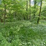 Přírodní rezervace Veltrubský luh, jarní aspekt lužního lesa (2018)