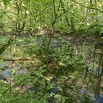 Přírodní rezervace Veltrubský luh, jaro v lužním lese (2018)