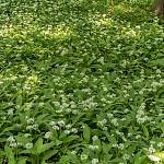 Přírodní rezervace Veltrubský luh, medvědí česnek (2018)