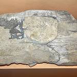 Zásmuky - torzo renesančního ostění Adama z Říčan (Muzeum Kouřimska, Koiřim)