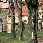 Hradešín - kostel sv. Jiří, stromy u kostela (2014)