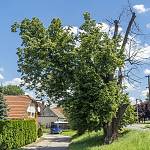 Dobré Pole - památný strom Slovanská lípa (2020)
