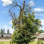 Dobré Pole - památný strom Slovanská lípa od východu (2020)