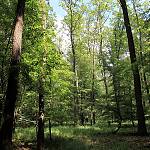 Evropsky významná lokalita NATURA 2000 Dománovický les - dubohabřina (2010)