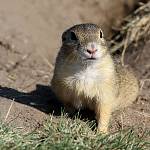 Pašinka - evropsky významná lokalita Kolín - letiště, sysel obecný_3 (2015)