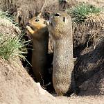 Pašinka - evropsky významná lokalita Kolín - letiště, sysel obecný_2 (2015)