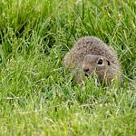 Pašinka - evropsky významná lokalita Kolín - letiště, sysel obecný_1 (2019)