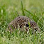 Pašinka - evropsky významná lokalita Kolín - letiště, sysel obecný_2 (2019)