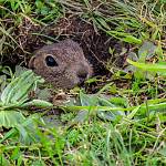 Pašinka - evropsky významná lokalita Kolín - letiště, sysel obecný_4 (2019)