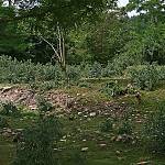 Hlaváčova Lhota - zaniklý zámek, zbytky sutě na místě zámku (2006)