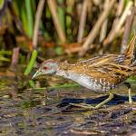 Ptačí oblast Žehuňský rybník – Obora Kněžičky - bukáček malý (Ixobrychus minutus)