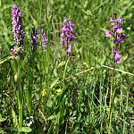 V Jezírkách - rozkvetlé orchideje pstnatec pleťový a vstavač bahenní (2010)