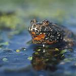 Týnec nad Labem, evropsky významná lokalita Týnecké mokřiny, kuňka ohnivá (Bombina bombina)