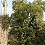 Kolín - maďal u gymnázia, pohled od jihu s věží gymnázia (2015)