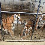 Roční tygřata Rádža, Cindy a Samira