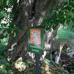 Dobřeň - Dobřeňská lípa, označení památného stromu (2016)