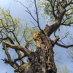 Konárovice - duby u Včelína, pohled do koruny, ulomená větev (2020)
