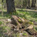 Konárovice - duby u Včelína, ulomená větev na zemi (2020)