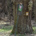 Konárovice - duby u Včelína, kmen a znak chráněného stromu (2020)