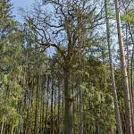 Lžovice - Lžovický dub ve Stráních od severozápadu (2020)