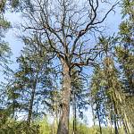 Lžovice - Lžovický dub ve Stráních od jihovýchodu (2020)