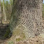 Lžovice - Lžovický dub ve Stráních, kmen při zemi (2020)