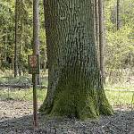 Lžovice - Lžovický dub ve Stráních, kmen a znak památného stromu (2020)